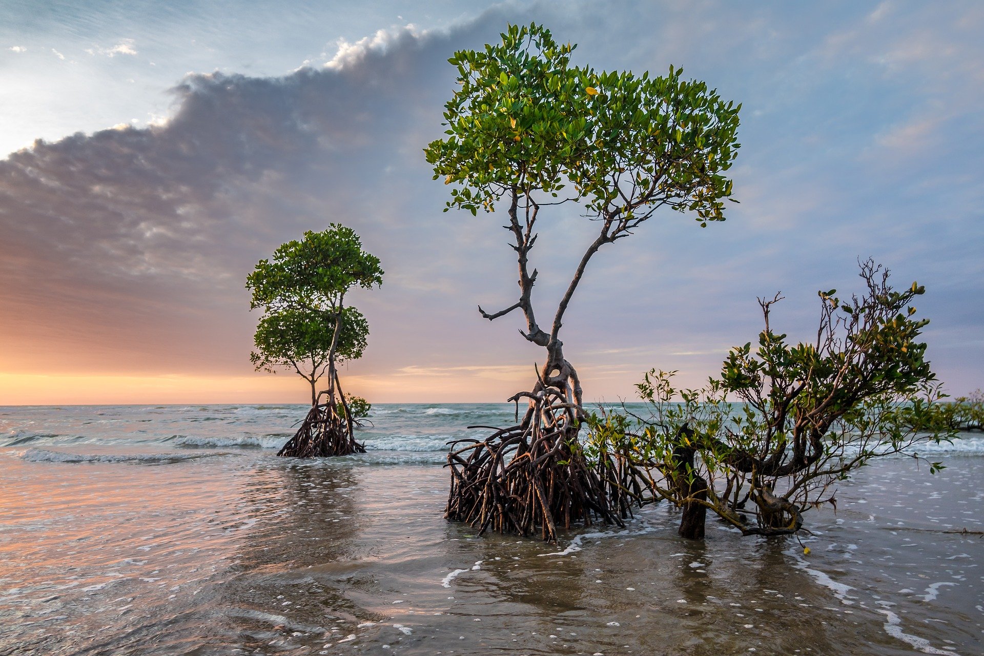 Smart Mangrove Reforestation