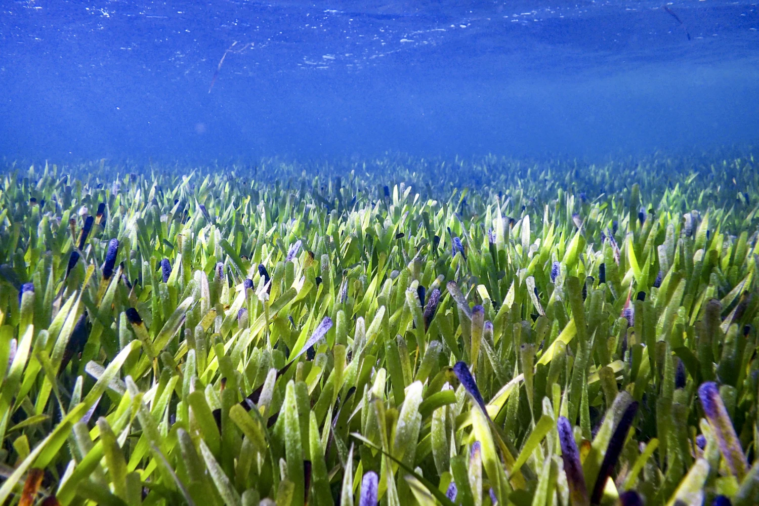 Seagrass Meadow Revival