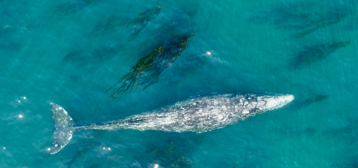 Ocean Rex Technology